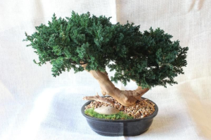 Double Bonsai Sandblasted, 14-16 inches Tall by 12-14 Wide